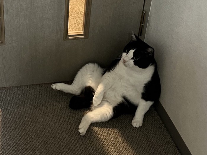 おっさん座りする猫