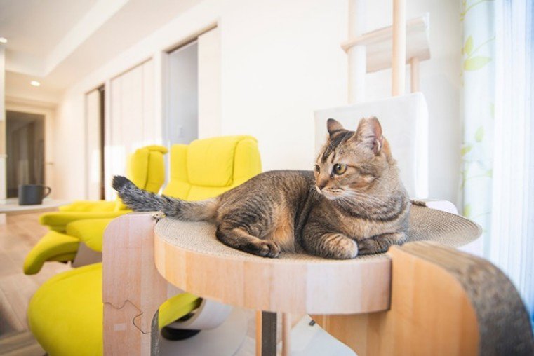 キャットタワーでくつろぐねこ