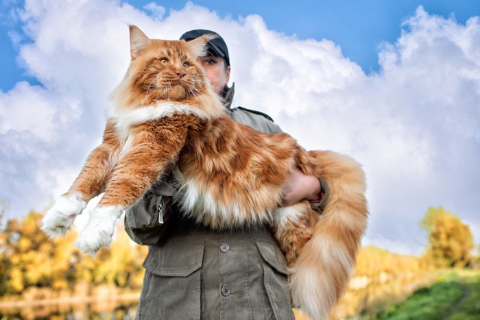 巨大メインクーン