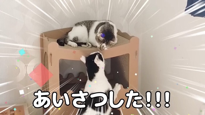 顔を近づける2匹の猫