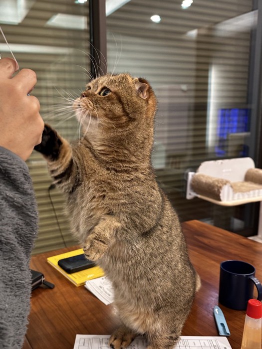 飼い主に片手を添えて立つ猫