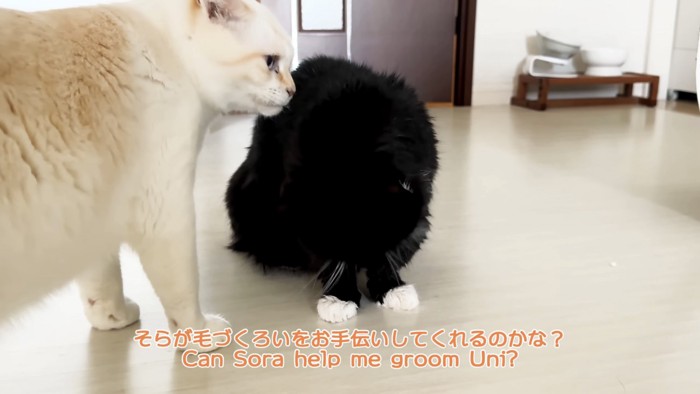 「そらが毛づくろいを...」のテロップ写真