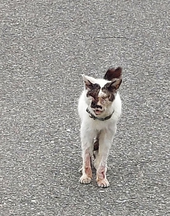 ボロボロのモナちゃん