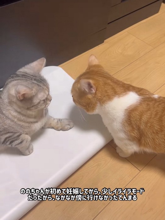 向かい合う2匹の猫