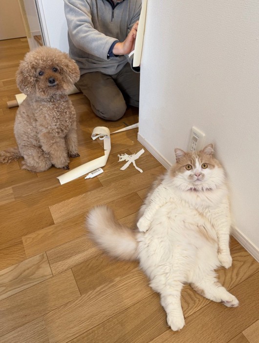 壁紙を貼る飼い主の目の前でくつろぐ猫