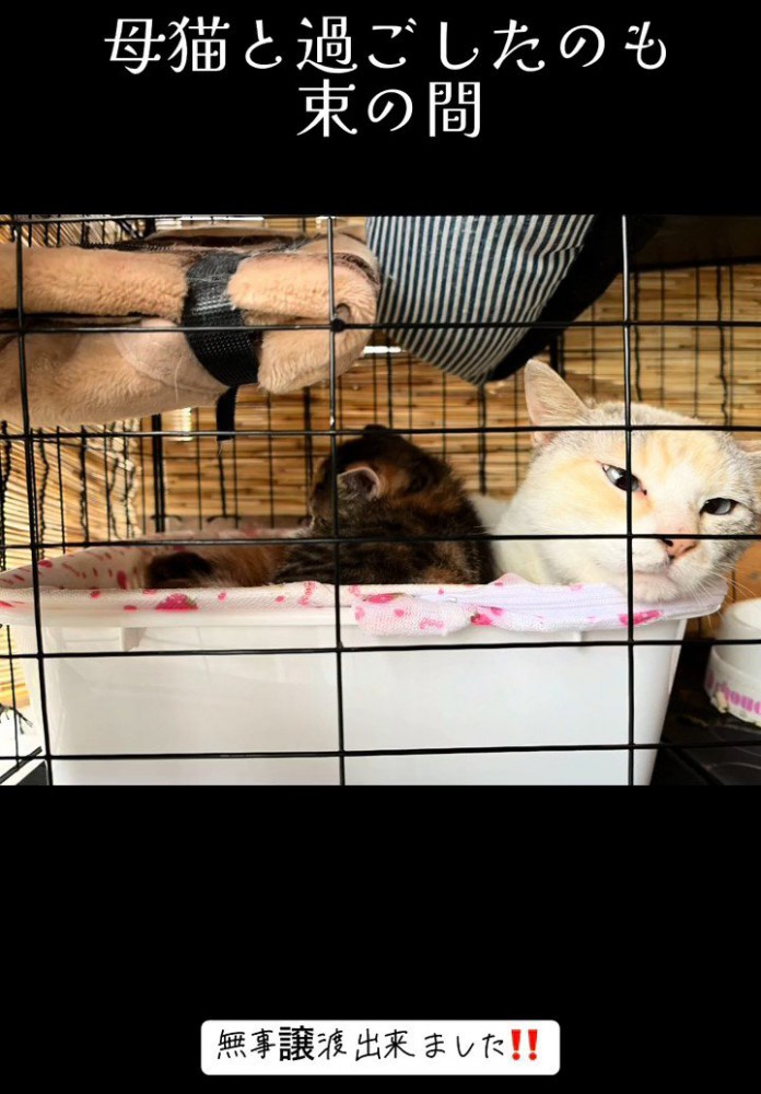 ケージの中にいる成猫と子猫