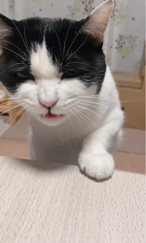 おやつを食べている猫