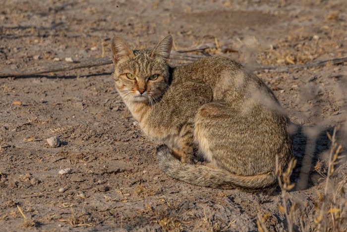 African wildcat