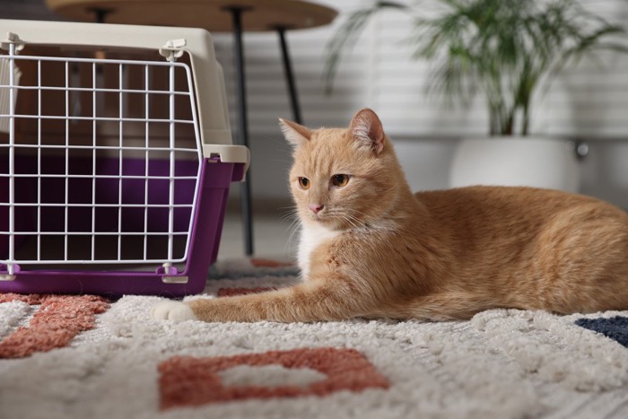 キャリーケースと猫