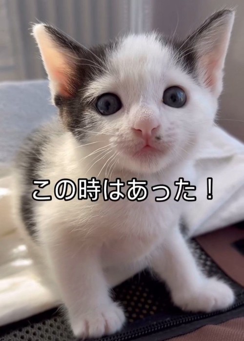 座るハチワレの子猫