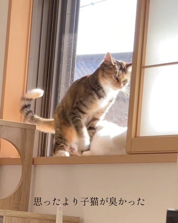 起き上がる猫