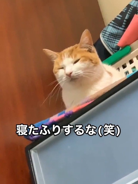 薄目を開ける猫