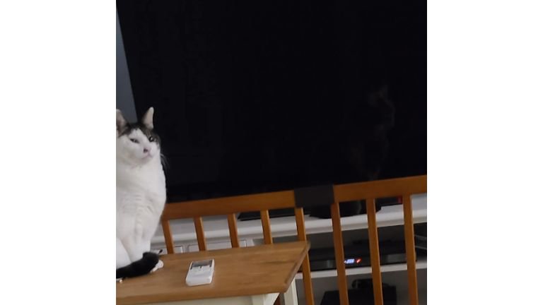 テレビと猫