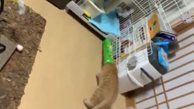 ポテトチップスの筒で遊ぶ猫