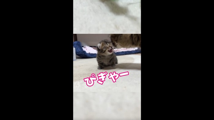 目を瞑り「ぴぎゃー」と鳴く子猫