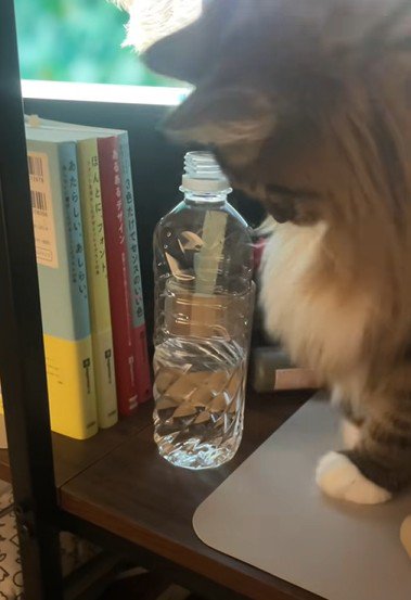 ペットボトルを見つめる猫