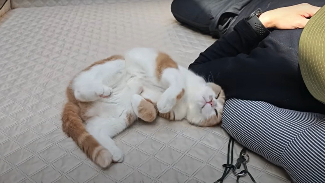 男性にすり寄る猫