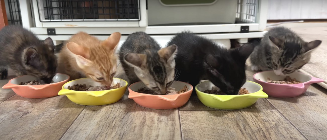 ご飯を食べている5匹の子猫%%やっと5匹揃いました