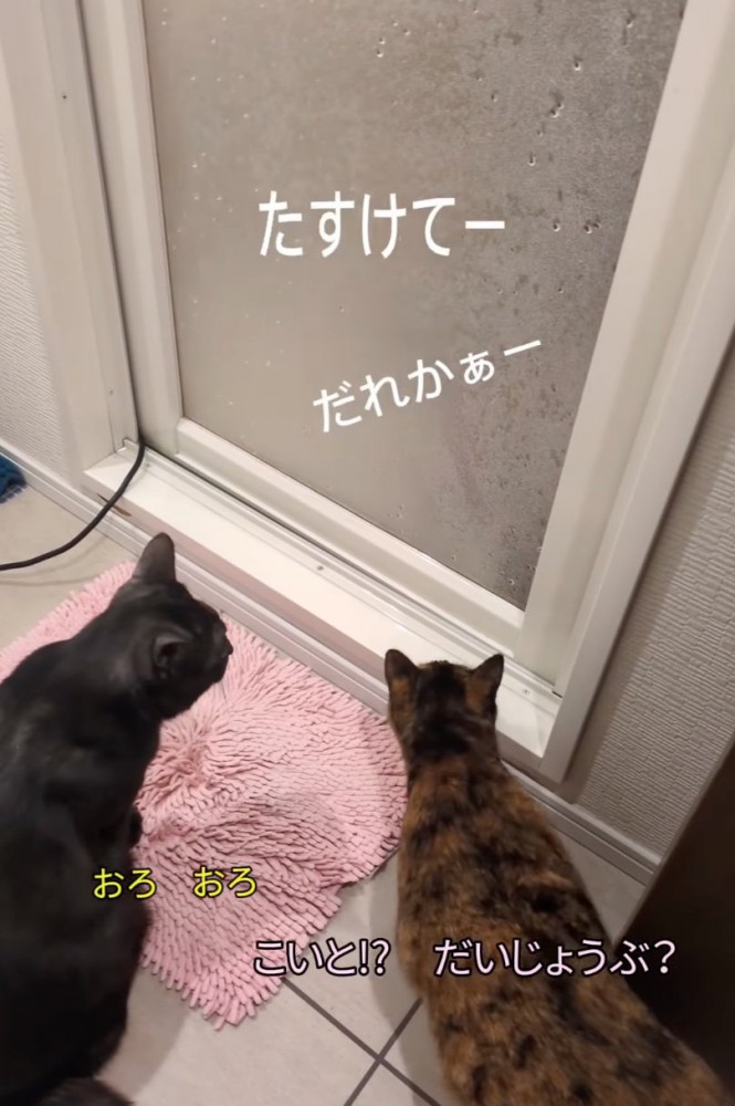 戸惑う猫たち
