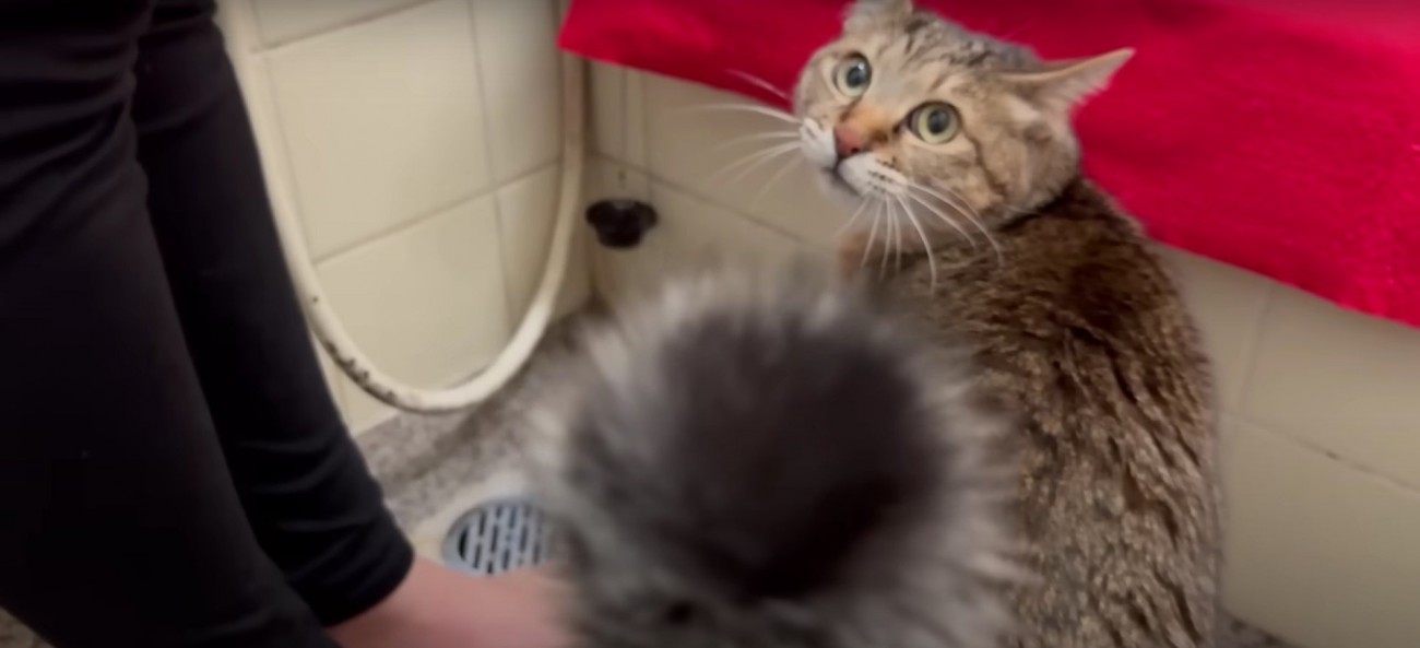 湯船につかる猫