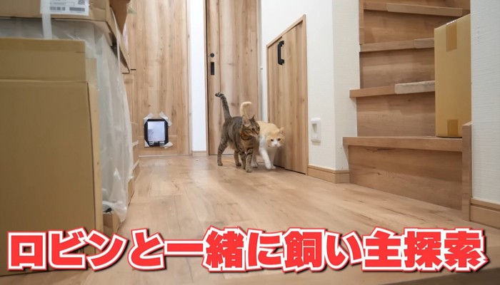 歩く2匹の猫
