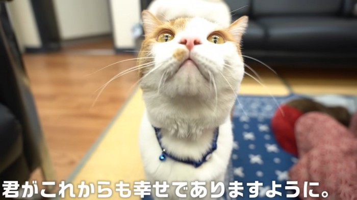 猫の顔