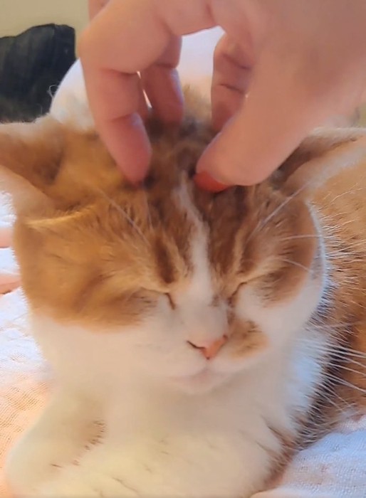 撫でてもらうもなかくん
