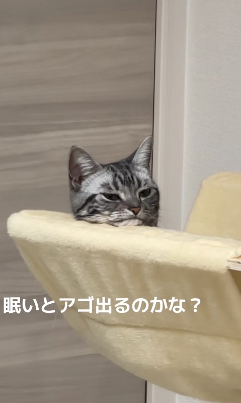 ハンモックの中にいる半目の猫「眠いとアゴ出るのかな？」