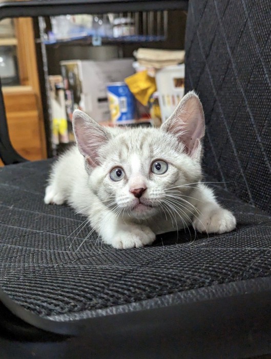 イスに乗っている白い子猫