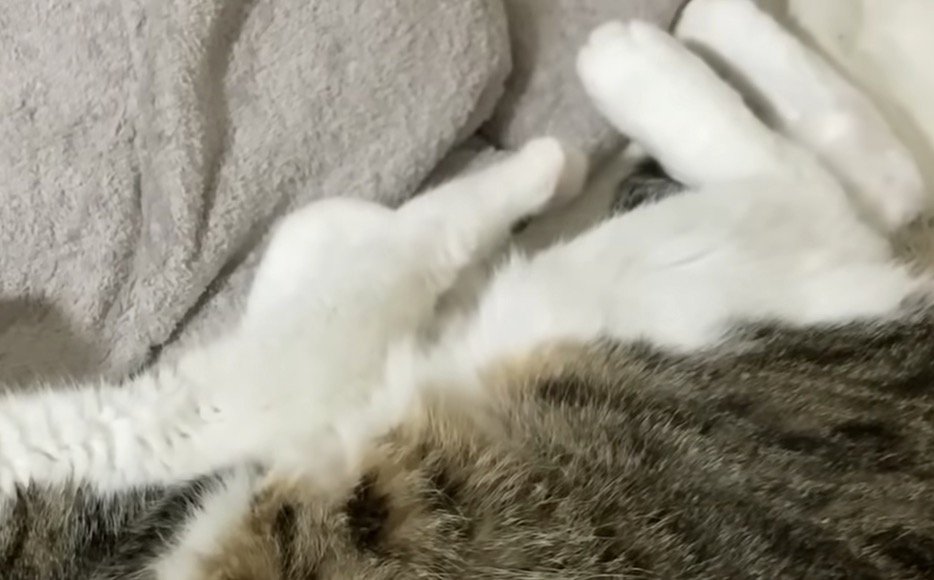 ふみふみしているミックくん