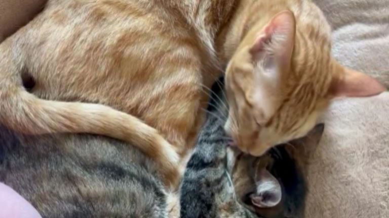 2匹の猫