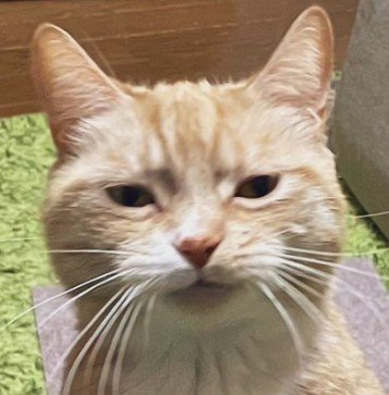 立ち上がる猫(顔のアップ)