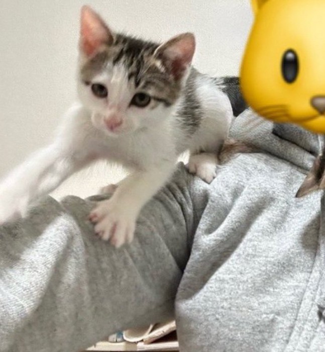 カメラ目線の猫