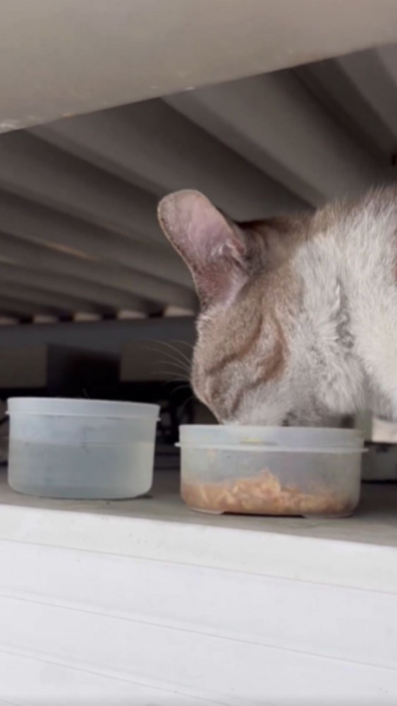 ご飯を食べる猫