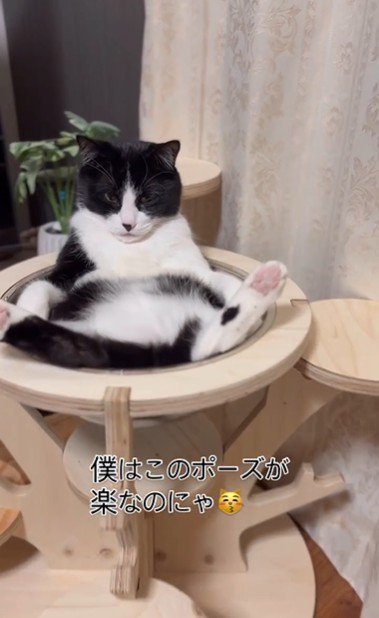 キャットタワーの上であおむけで寝ている猫