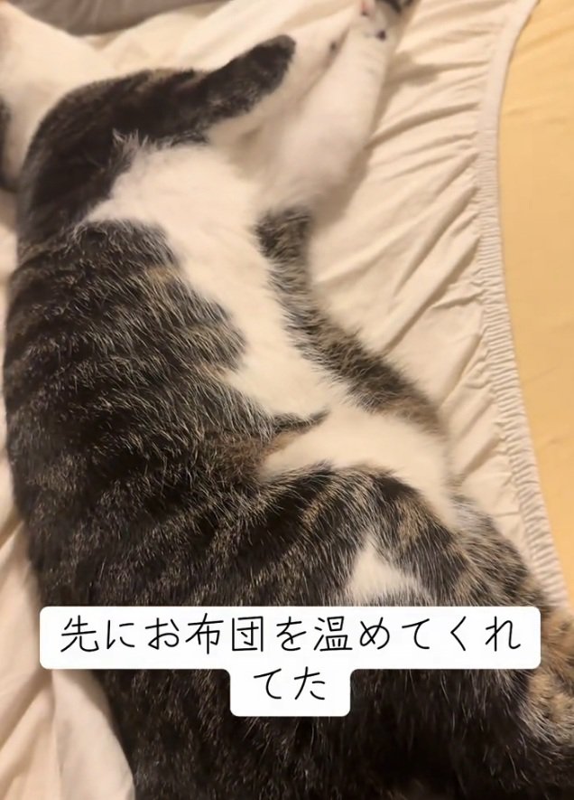 転がる猫