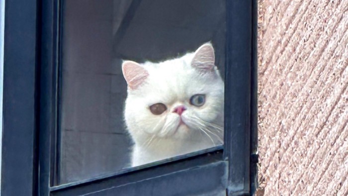 窓辺から外を覗く猫(アップ)