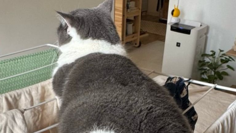 タオルハンガーの上にいる猫