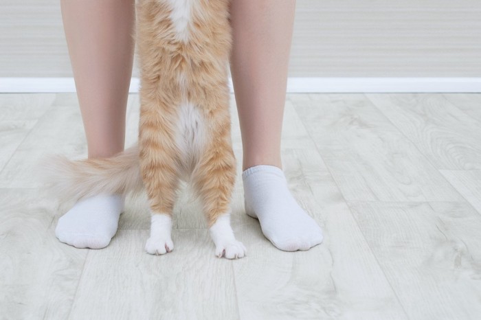 白い靴下を履いた女性と靴下猫