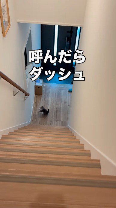 階段の上にいる飼い主を振り返る子猫