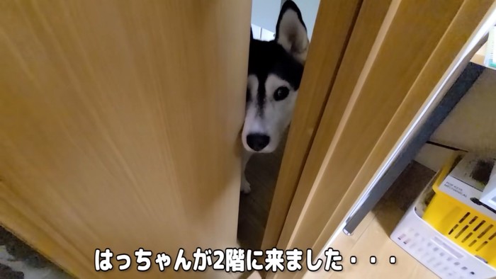 ドアのすき間に顔を入れる犬