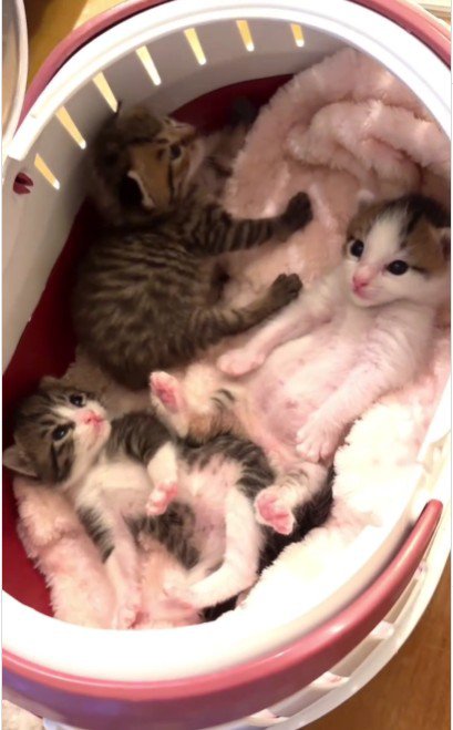 横になっている子猫たち