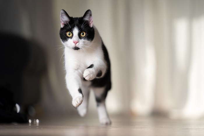 走って来る猫