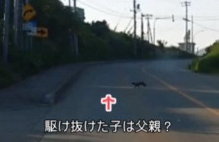 道路を横切る猫