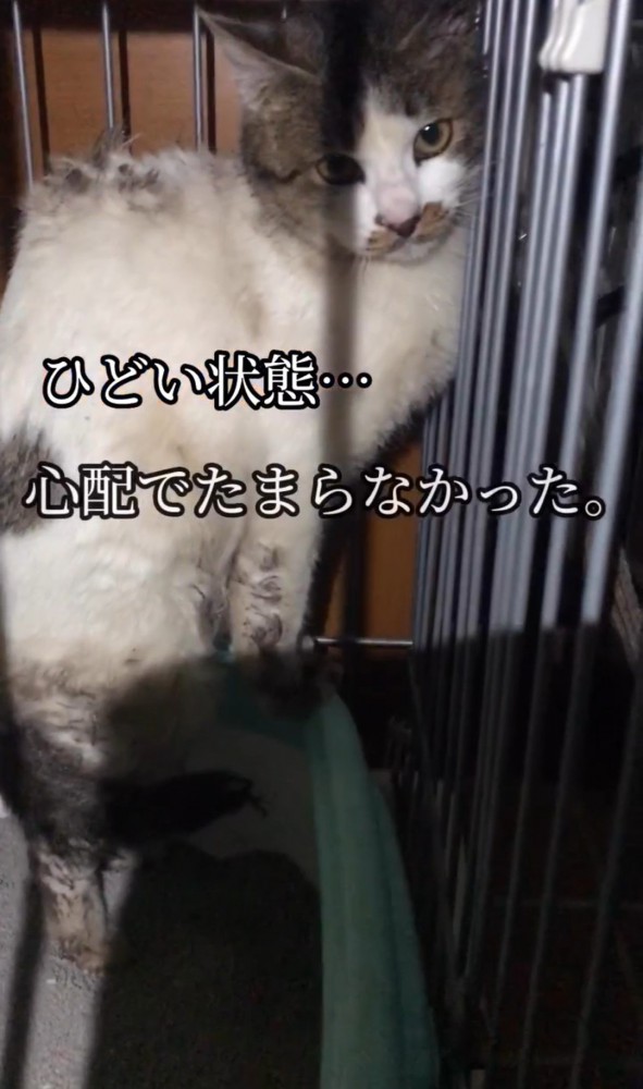 ケージの隅にいる汚れた猫