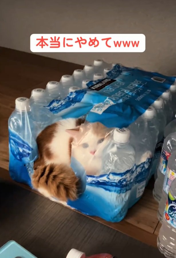 狭い所に入る猫