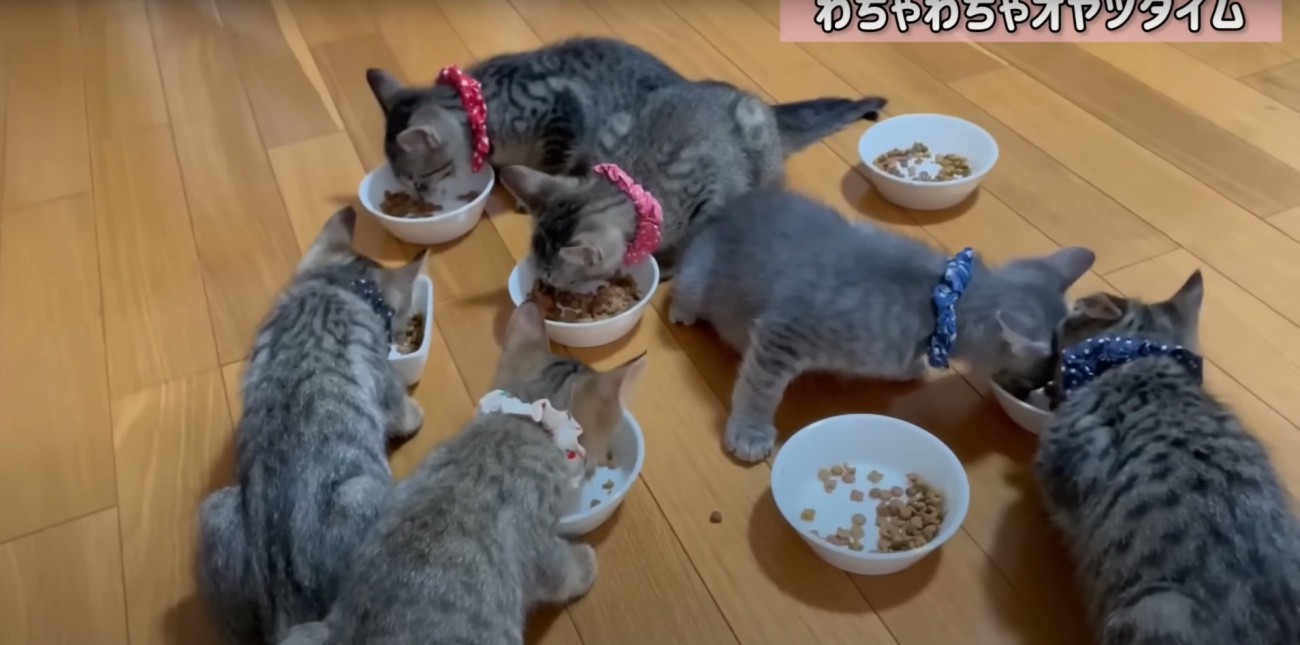 おやつを食べる猫