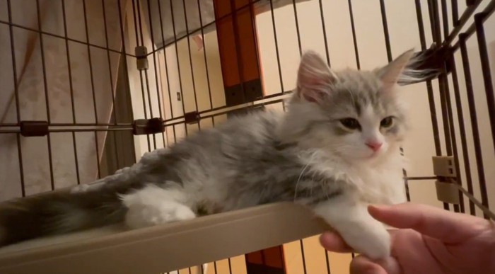 手を触られて眠くなり始めた猫