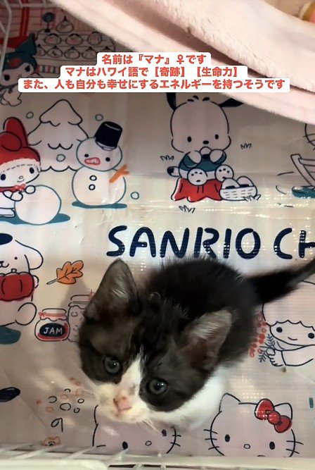 見上げる子猫