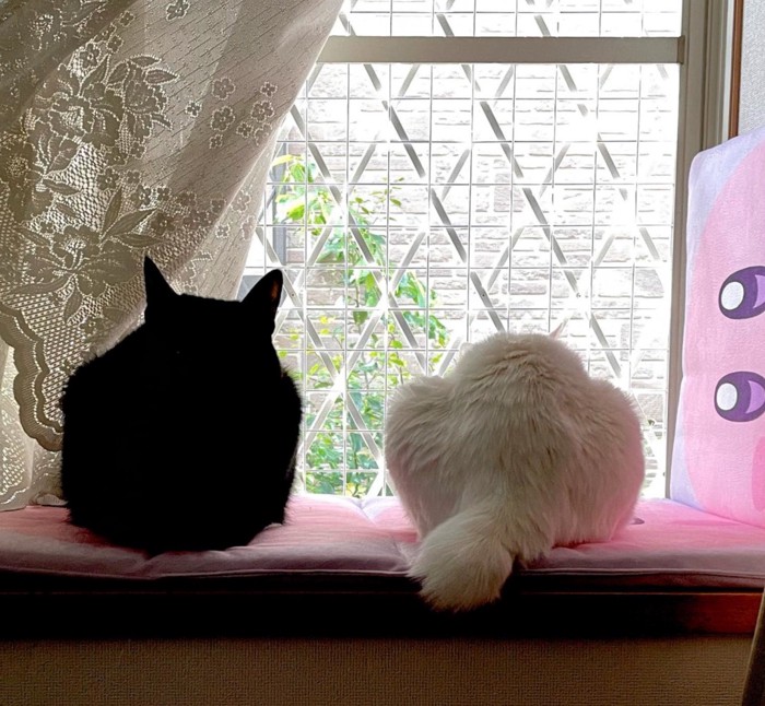 窓辺で過ごす2匹の猫